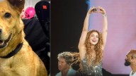 Perrita perdida se coló en el concierto de Shakira en el Vive Claro y ahora buscan a sus dueños