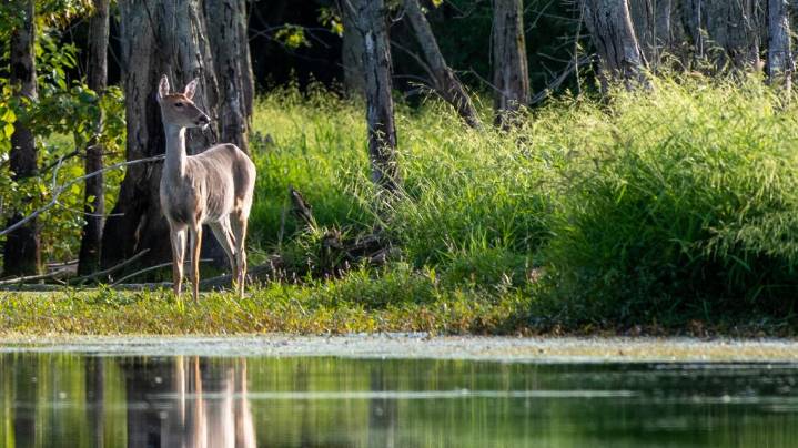 Kent County unveils multi-year plan to tackle deer overpopulation