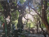 Es la vid más antigua del mundo: tiene 416 años y sigue dando frutos