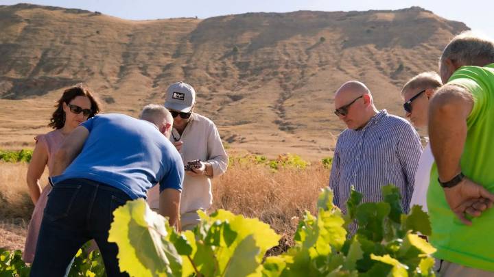La DOP de Calatayud recoge siete millones de kilos de uva "excepcional" esquivando el mildiu