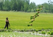 Kakapora Farmers Struggle Amid Unharvested, Flood