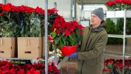 How To Propagate Poinsettias To Grow More Gorgeous Plants For Free