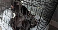 Five cats thrown from van in crate full of faeces