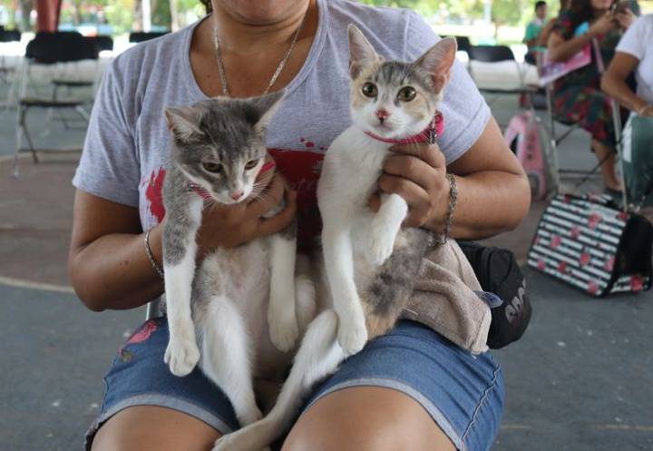 Un grave problema: rescatan al año, a más de mil gatitas con crías en Cancún