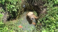 Terrified Puppy Trapped In Florida Drain Finds Safety Thanks To Compassionate Officers
