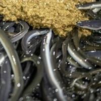 Japan's eel delicacy faces global conservation pressure