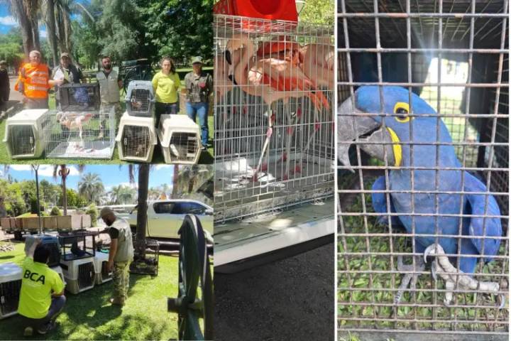 Incautaron ejemplares de fauna silvestre en un complejo turístico privado del sur entrerriano