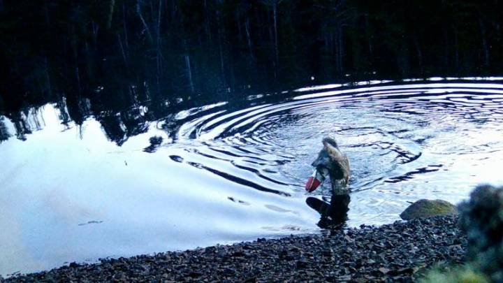 Video capta a lobos usando herramientas para obtener alimento