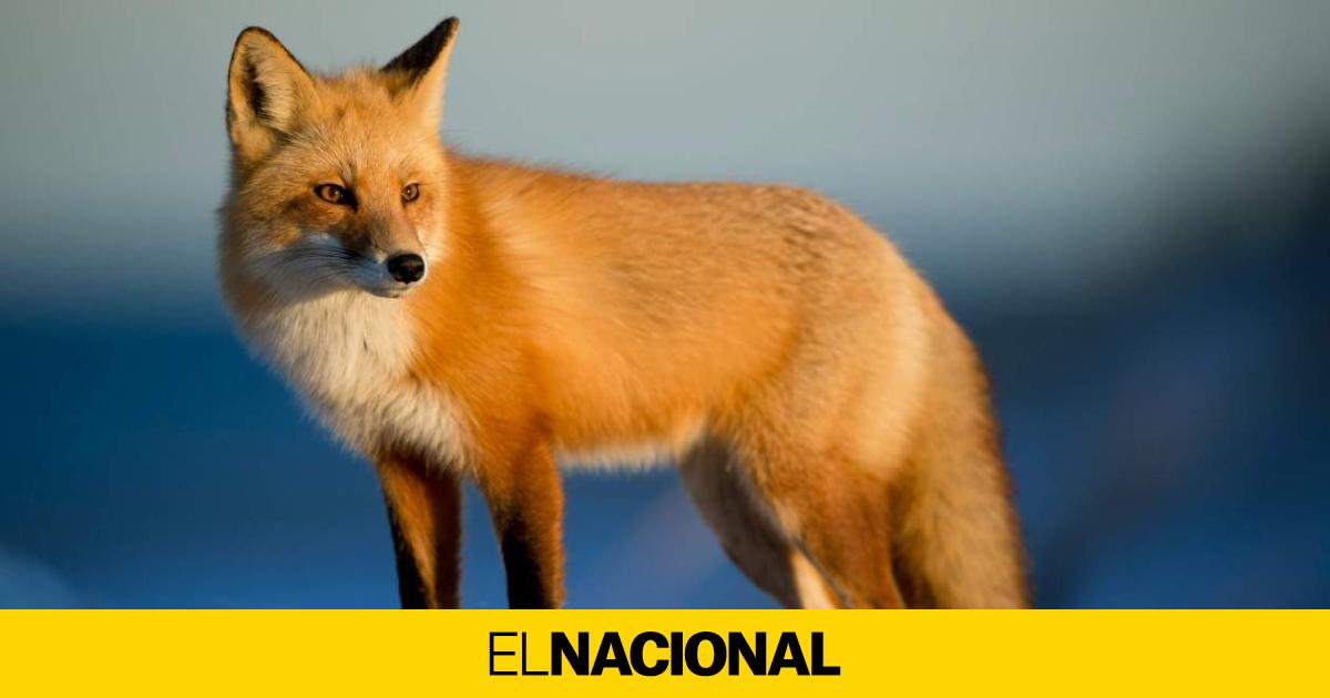 Un zorro muerto por la gripe aviar en Aragón pone a los veterinarios en guardia: "Es un aviso"