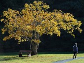 Metro Vancouver looks to expand camping opportunities in the region as demand grows