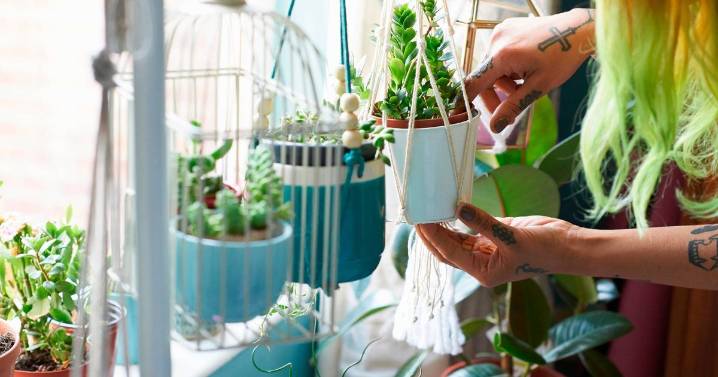 Expert reveals the perfect houseplants to boost your wellbeing