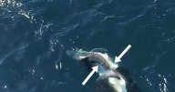 Videos show killer whales flipping great white sharks and eating their livers