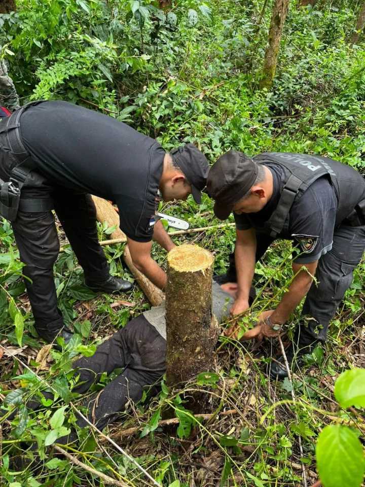 Detuvieron a dos hombres por tala ilegal de árboles nativos en Puerto Libertad
