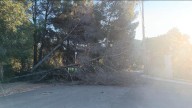 Un árbol de grandes dimensiones cae sobre una calzada en Gilet