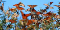 El Rosario y Sierra Chincua te esperan: rutas y consejos para ver a la Mariposa Monarca