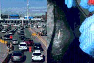 Decomisan 13 millones de dólares en droga en la Garita de San Ysidro