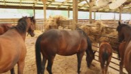 Equine herpes in Texas: Outbreak traced to Waco event prompts warnings