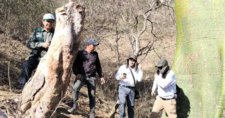 Serfor definirá nueva metodología para asegurar el manejo sostenible del palo santo en Piura