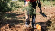 How To Prepare And Protect A Newly Planted Tree During The Winter Season