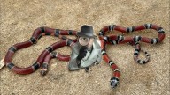 Aprende a identificar una serpiente coralillo verdadera de una falsa; ¿ambas son venenosas?