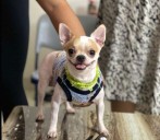 Animal cruelty caught on cam: Domestic help seen throwing pet dog to death in lift