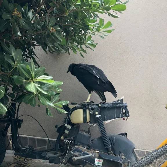 Rescataron un ave de montaña herida en una vivienda de Cipolletti