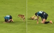 Perrito imita caída de jugador en pleno partido de fútbol y usuarios bromean: "¿Neymar, eres tú?"