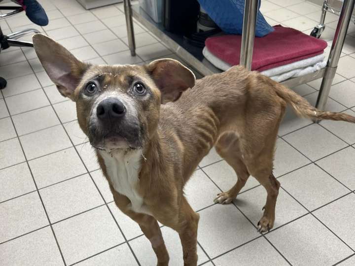 2 charged with animal cruelty related to alleged abuse of ‘Mighty Mac’