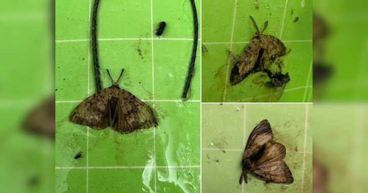 Invasive European spongy moths detected in Sandpoint for second year in a row