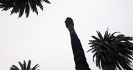 Century-old palms in Elysian Park marked for removal