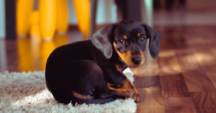 Vet issues 4pm warning for pet owners to 'stay alert'