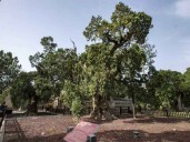 Cipreses milenarios en China, cultura a través de generaciones