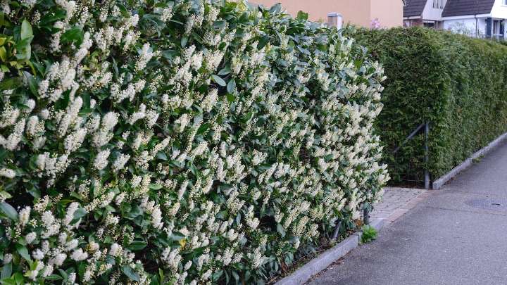 El seto multiusos, perenne, fácil de cuidar... que ecológicamente plantea un grave problema