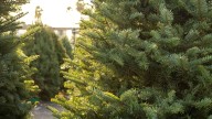 Where to get fresh cut Christmas trees in San Antonio