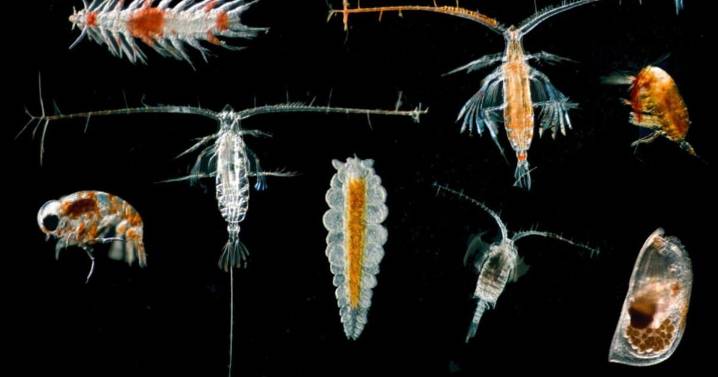 Deep-sea mining threatens essential marine life in ‘twilight zone’