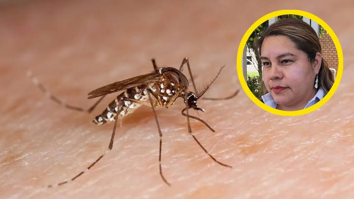 Reportan seis casos importados de dengue en tres provincias de Arequipa