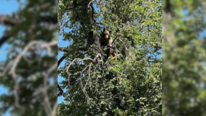 Utah Neighbors Shocked To Find A Massive Creature Perched In A Tree