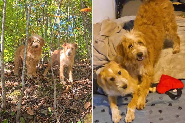 Woman Rescues Dumped Dogs After Seeing Viral Video (Exclusive)