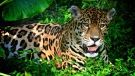 Día Mundial de la Conservación del Jaguar: proteger al gran felino de América