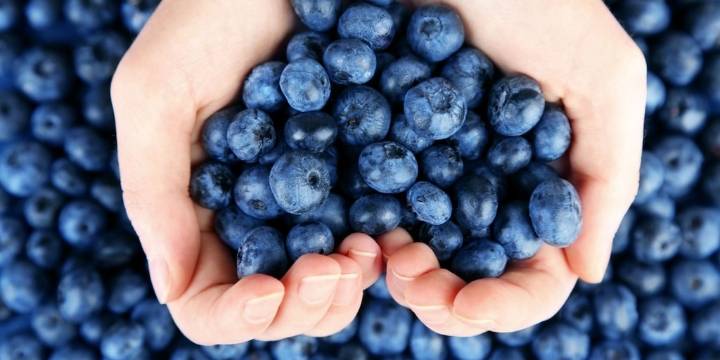 Chilena Hortifrut, la mayor productora y comercializadora de arándanos del mundo, reporta millonarias pérdidas y anuncia cambios en Perú