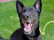 Snake River Animal Shelter receives $10,000 grant from Petco Love