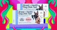 Learn More About Your Cat With an On-Sale Basepaws Pet DNA Test