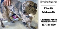 Calcasieu pets ready to find forever families
