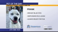 Pet of the Day: Frank