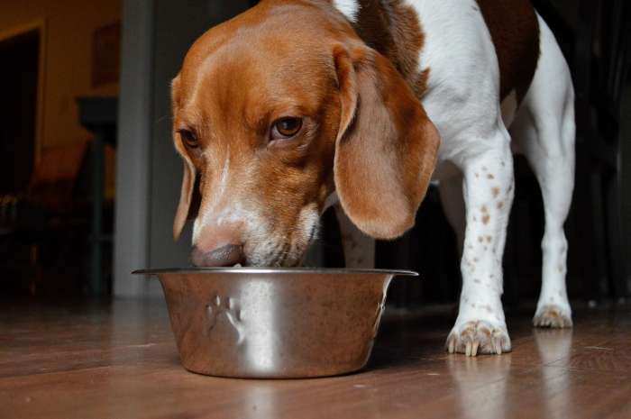 10 Best Raw Dog Food Brands for Beagles