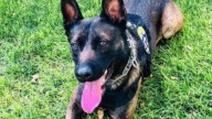 Mohave County Sheriff's Office K9 to undergo amputation surgery