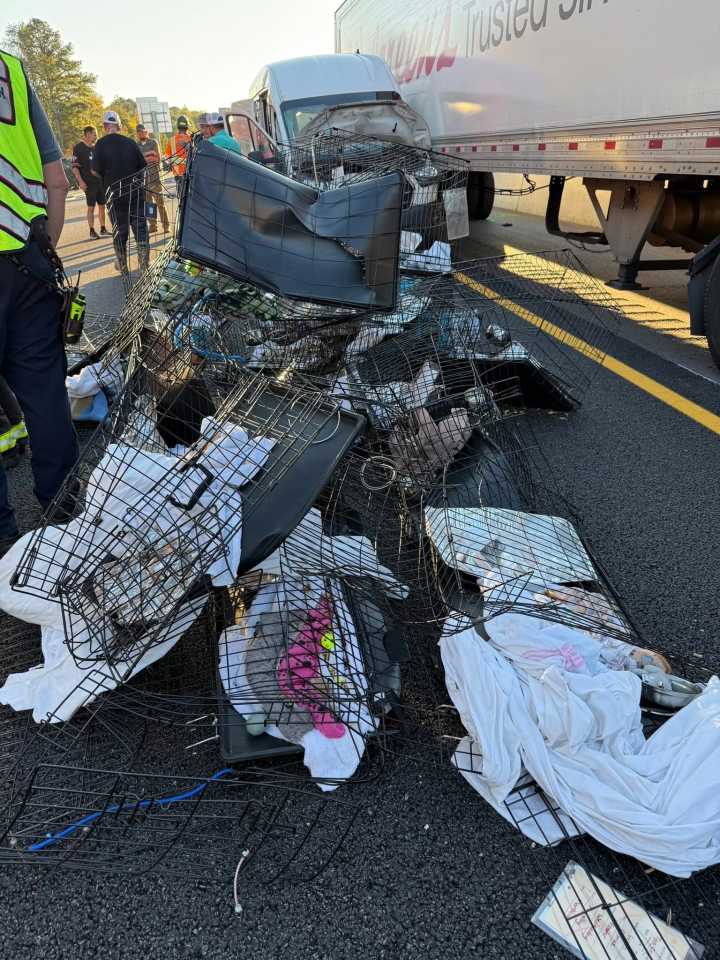 Missing Furkids Kitten Found Safe After Month-Long Search Following Fatal Crash