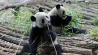 France says 'bon voyage' to 2 giant pandas as they head back to China