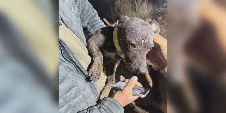 Dog rescued from deep hole after chasing raccoon near Doolittle, Mo.