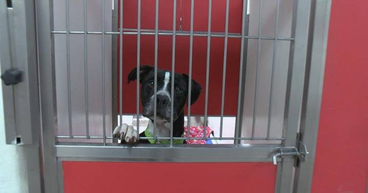 Tucson's PACC needs adoptions to avoid euthanizing dogs